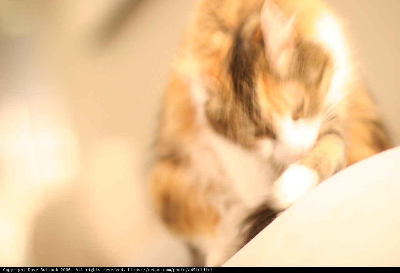 Fuzzy Feline Relaxation