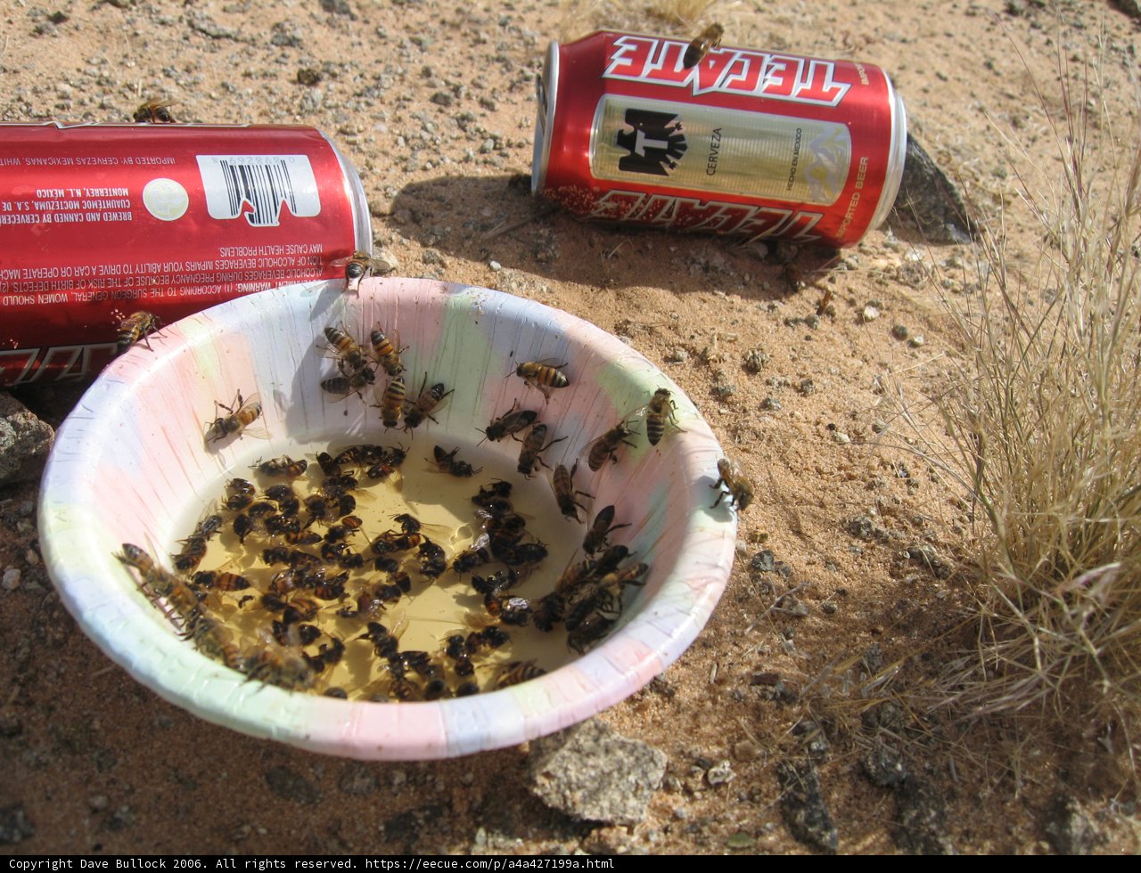 Buzzing Bees and Bubbly Beverages