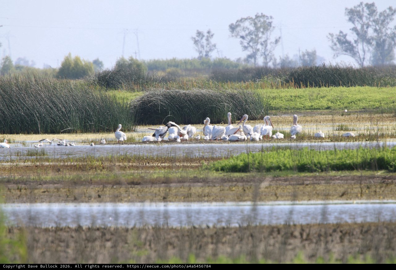 Dalmatian Pelicans Resting in Yolo Bypass Wetlands