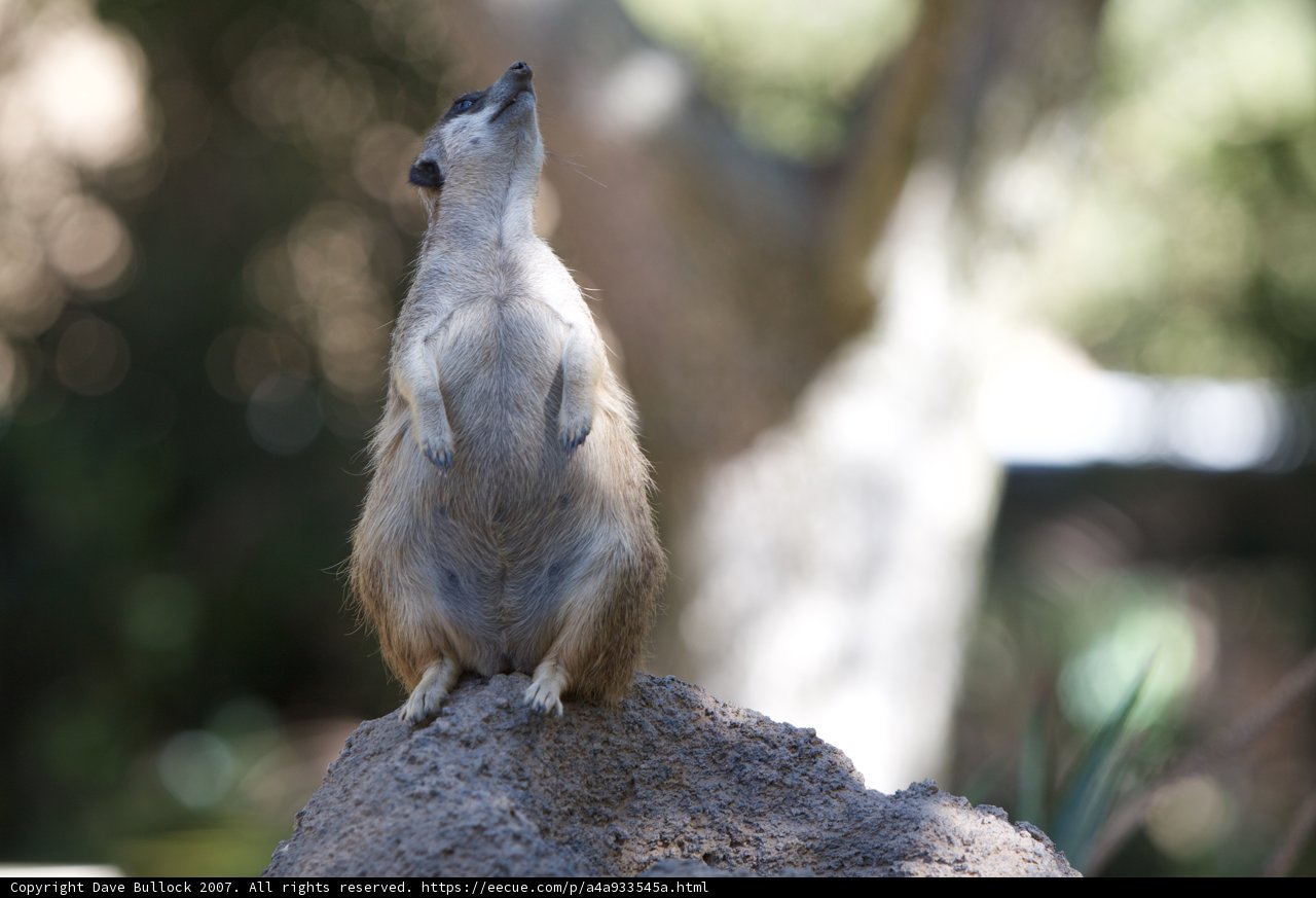 Rockstar Meerkat