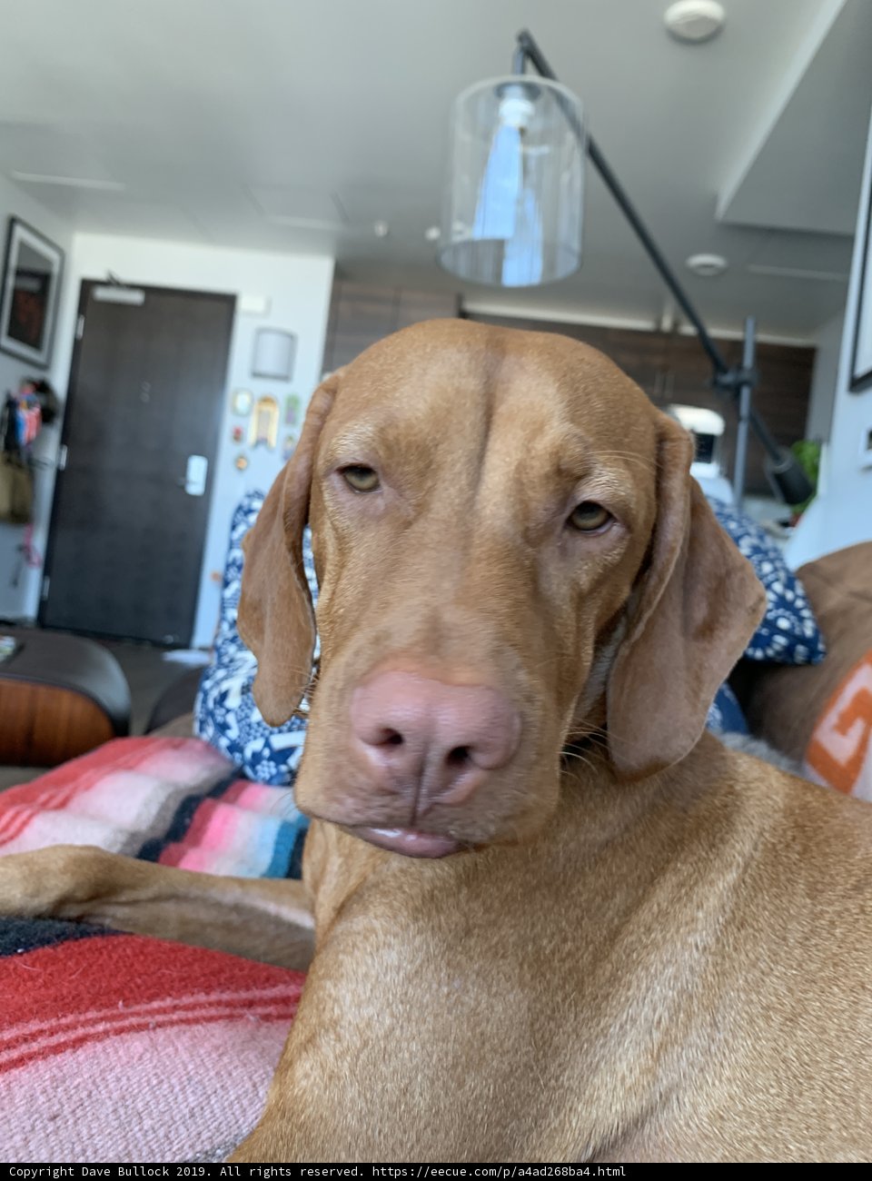 Brown Vizsla lounging on Couch