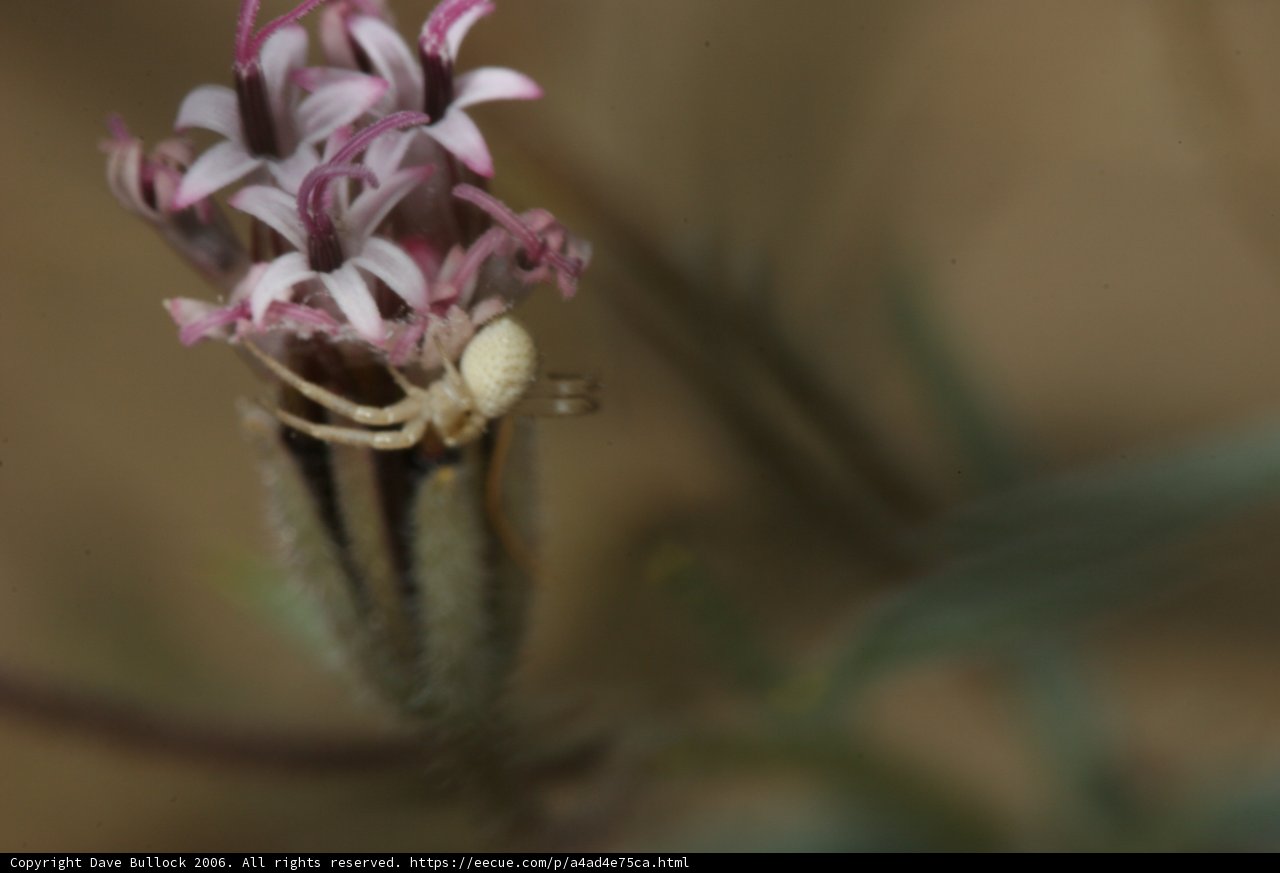 Desert Flower Spider