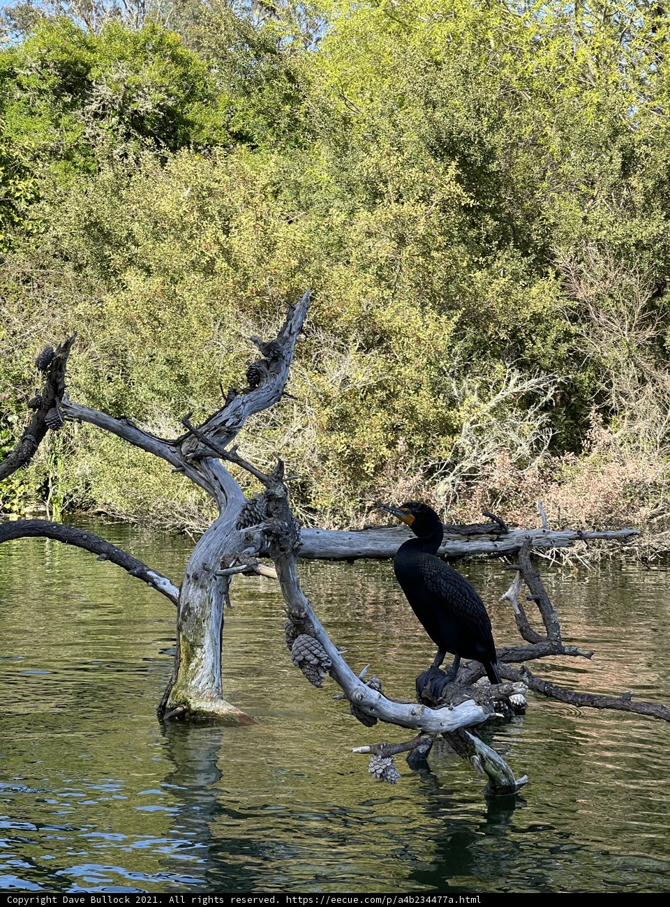 Cormorant perched on tree branch in Stow Lake