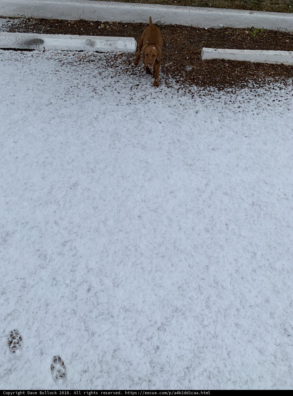Winter Walkies