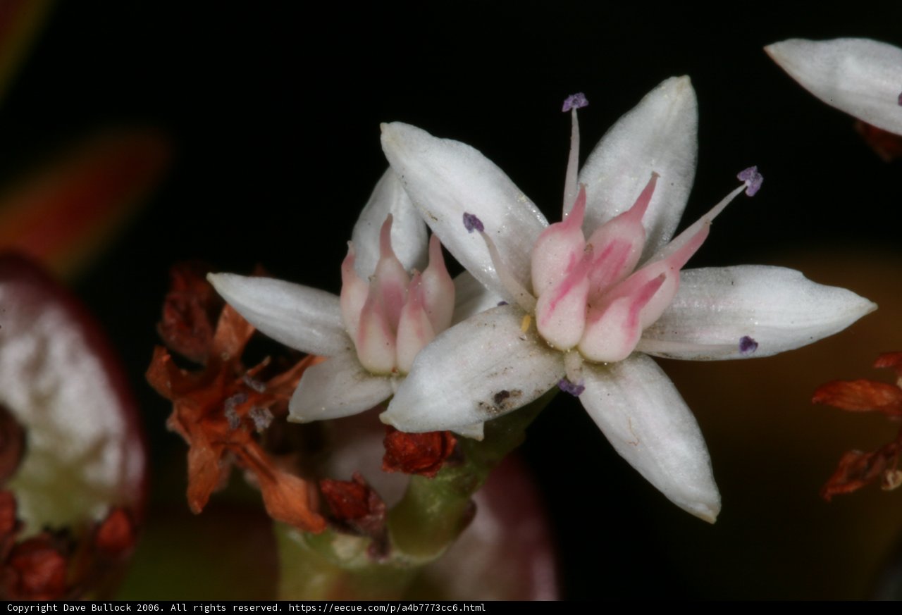 Pink and White Lily Flower Close Up