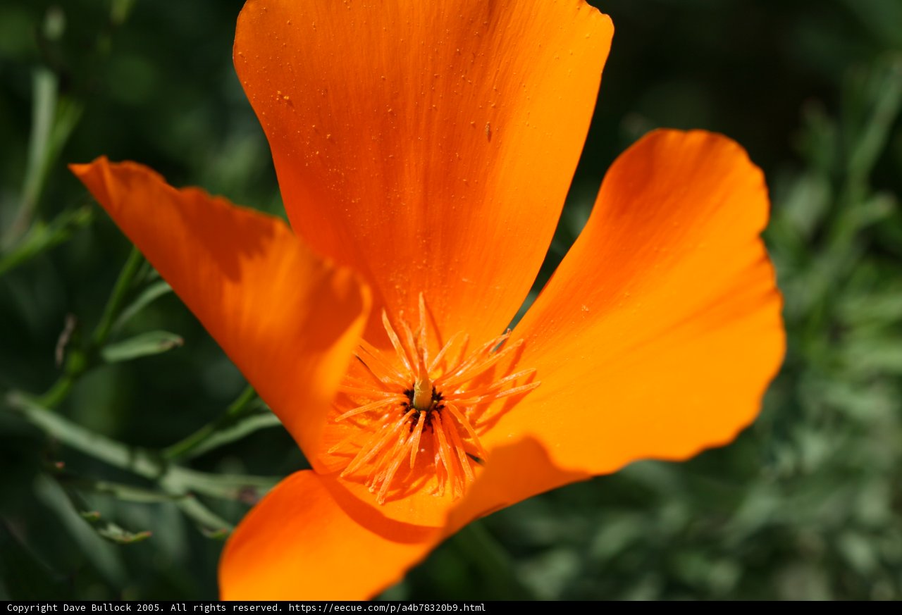 Bee and the Beauty