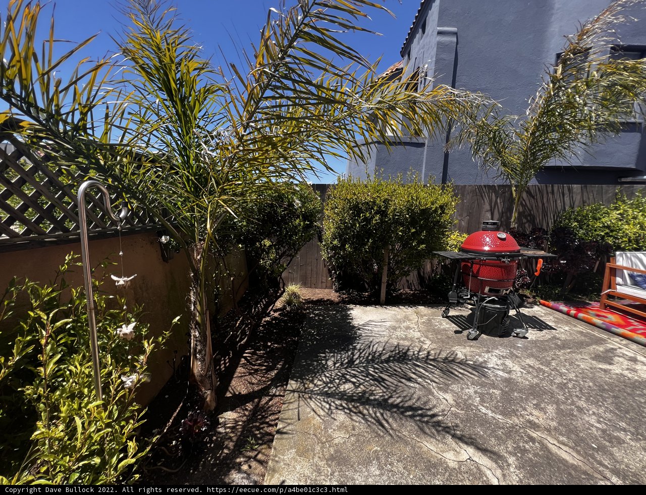 Summer Vibes in the Backyard
