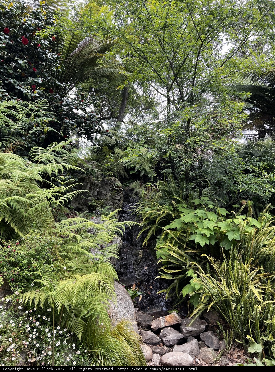 Serene Waterfall in Golden Gate Park