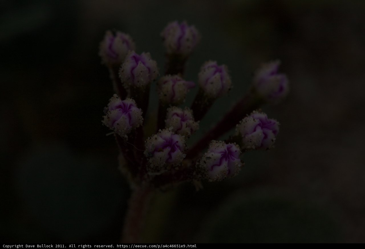 Beauty in Bloom