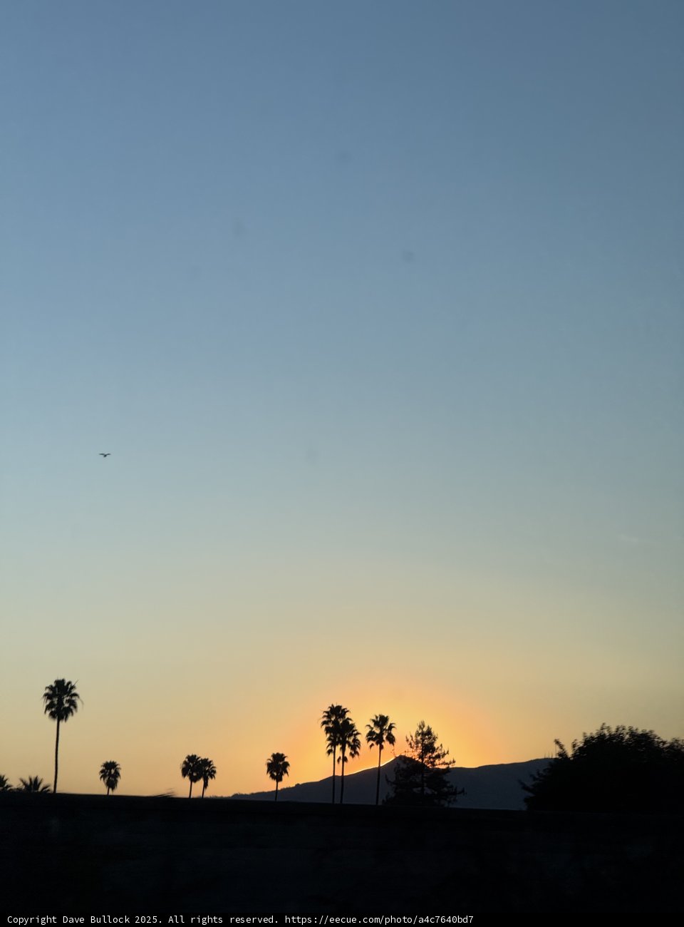 Tranquil Dawn in Union City