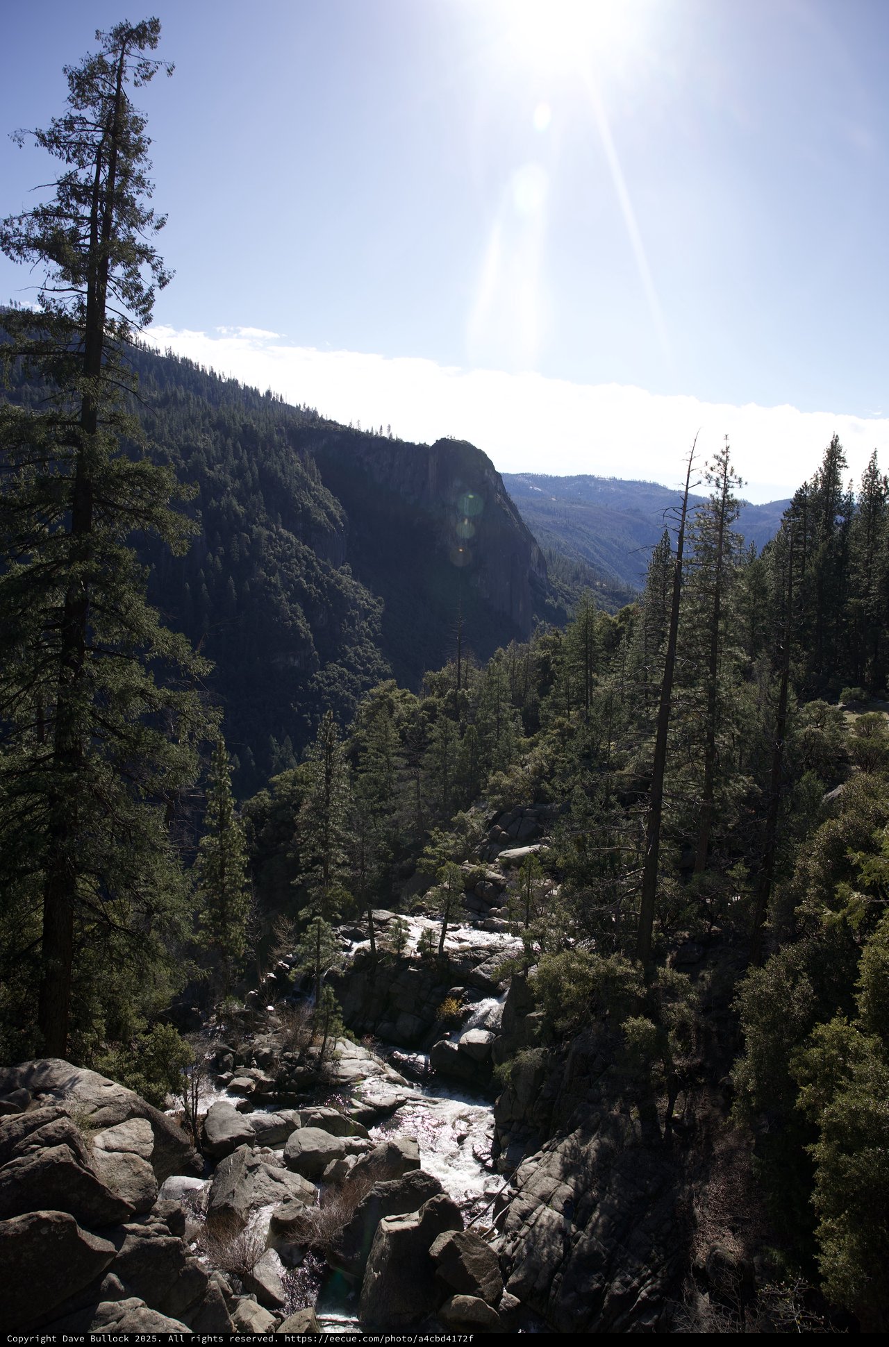 Mountain Stream Through Forested Yosemite Valley