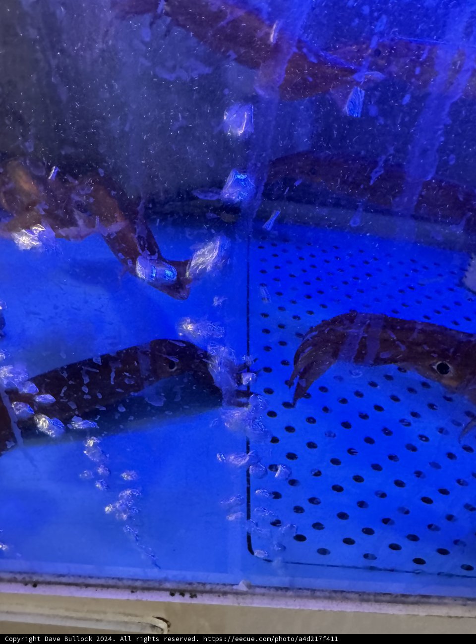Aquatic March Marvels from Seoul