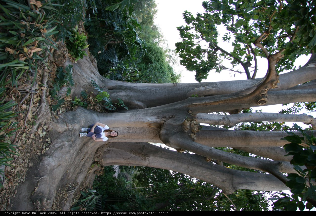 Woman Dwarfed by Ancient Massive Fig Tree