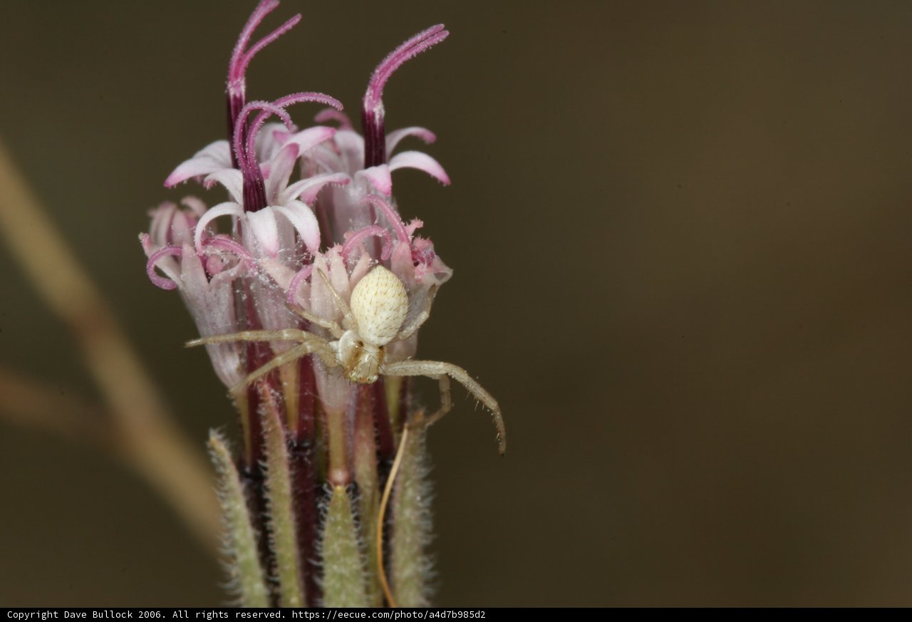 Garden Spider Resting on a Daisy Stem
