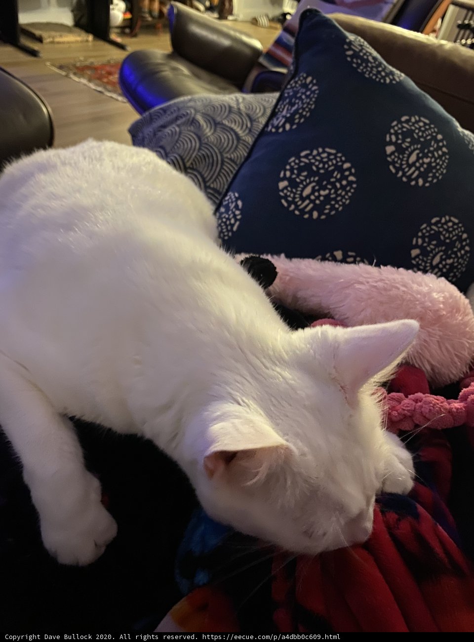 Feline Flamingo Companion