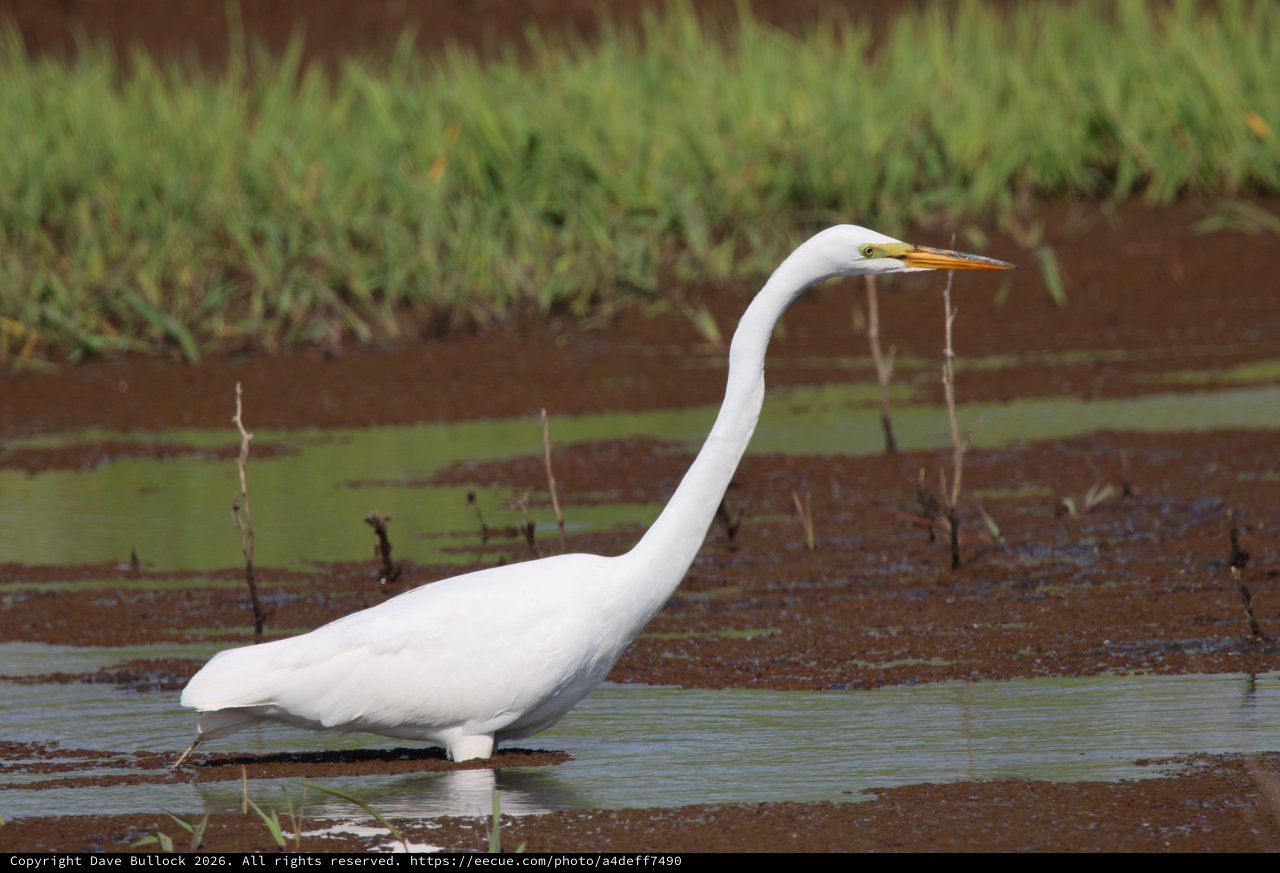 Great Egret Foraging in Shallow Wetland Waters
