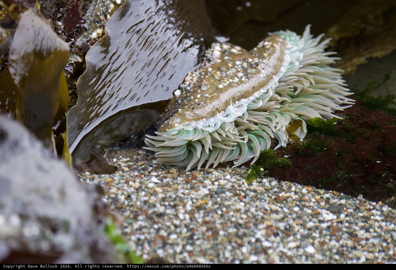 Giant Green Anemone Exposed at Low Tide