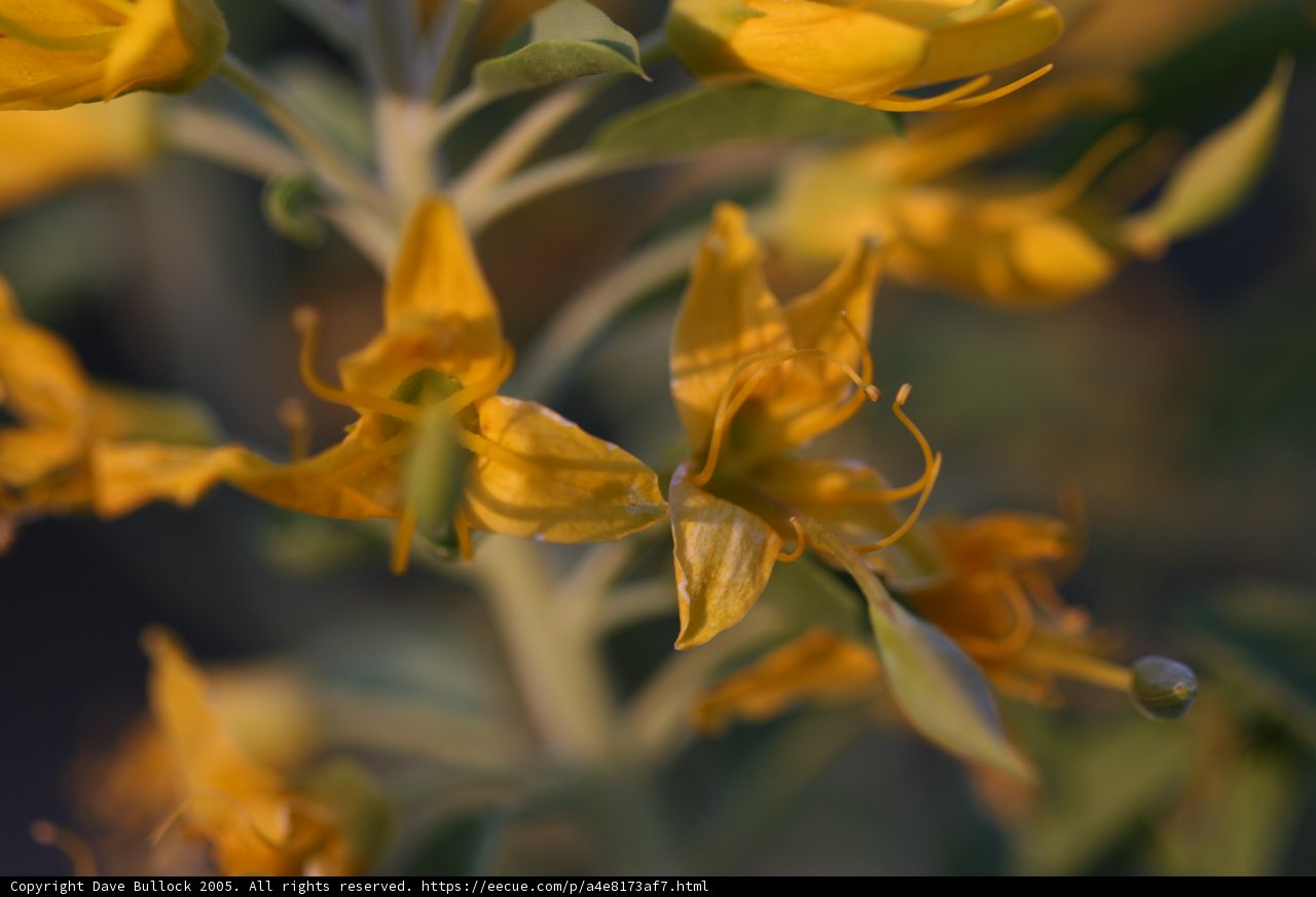 Sunny Bloom