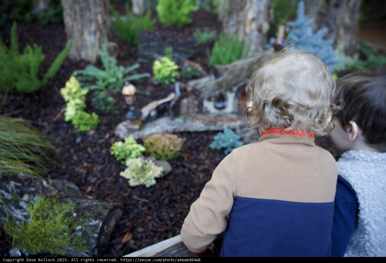 Wonder in the Woodland