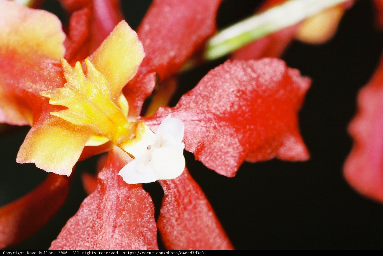 A Stunning Close Up of a Vibrant Flower
