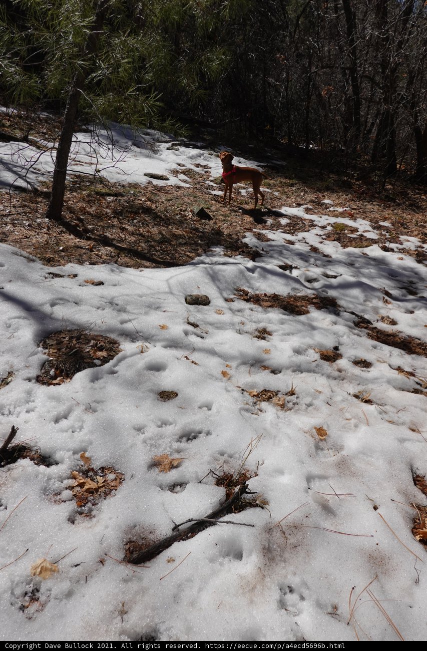 Winter Wanderings with a Furry Friend