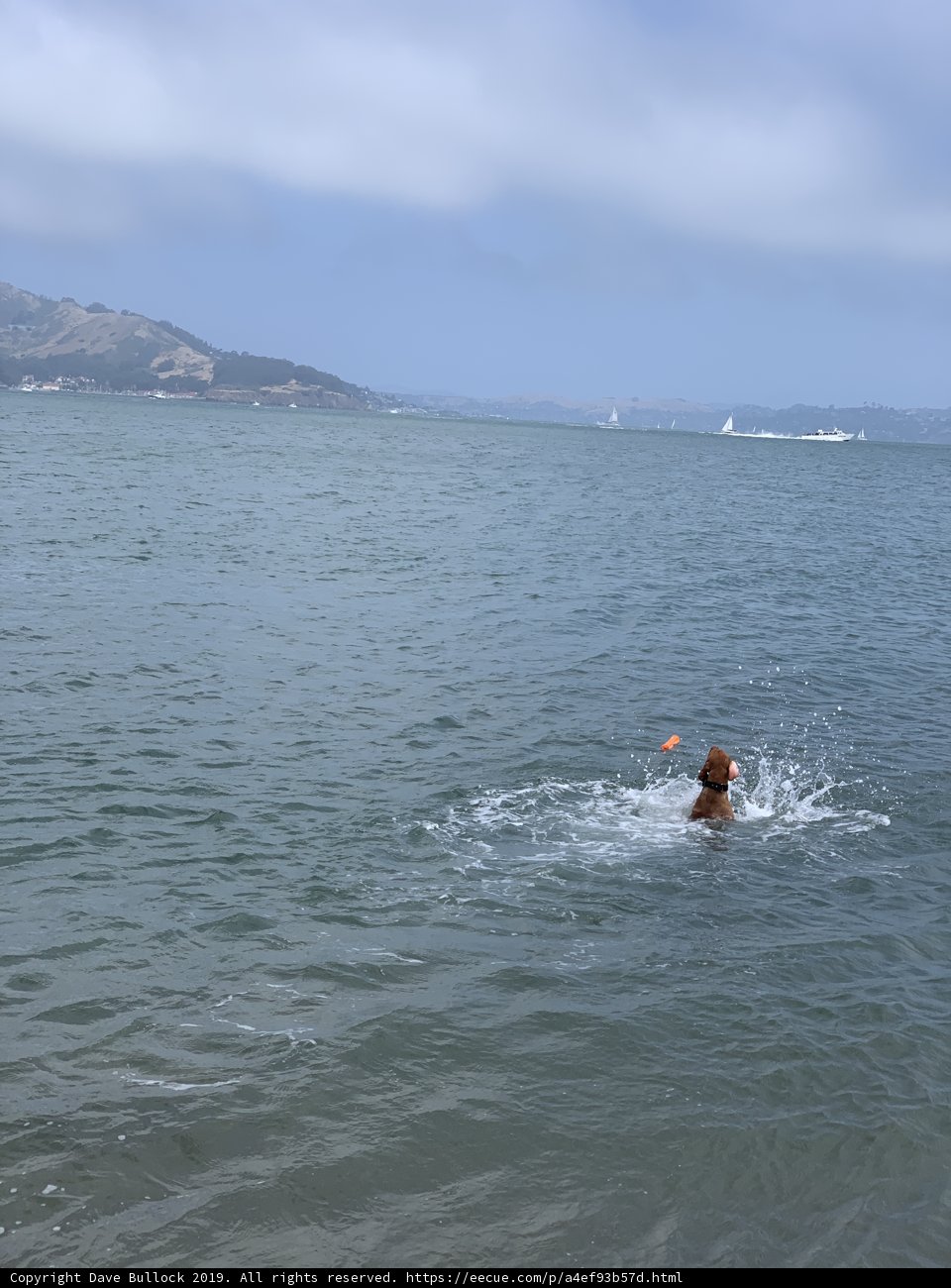 Frisbee Fun