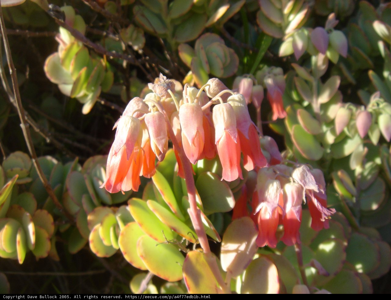 Pink Blossom