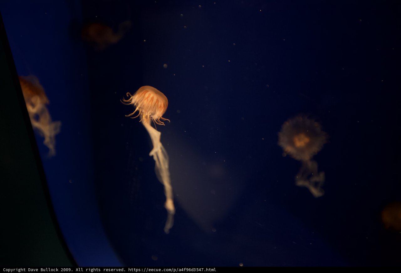 Jellyfish in the National Aquarium