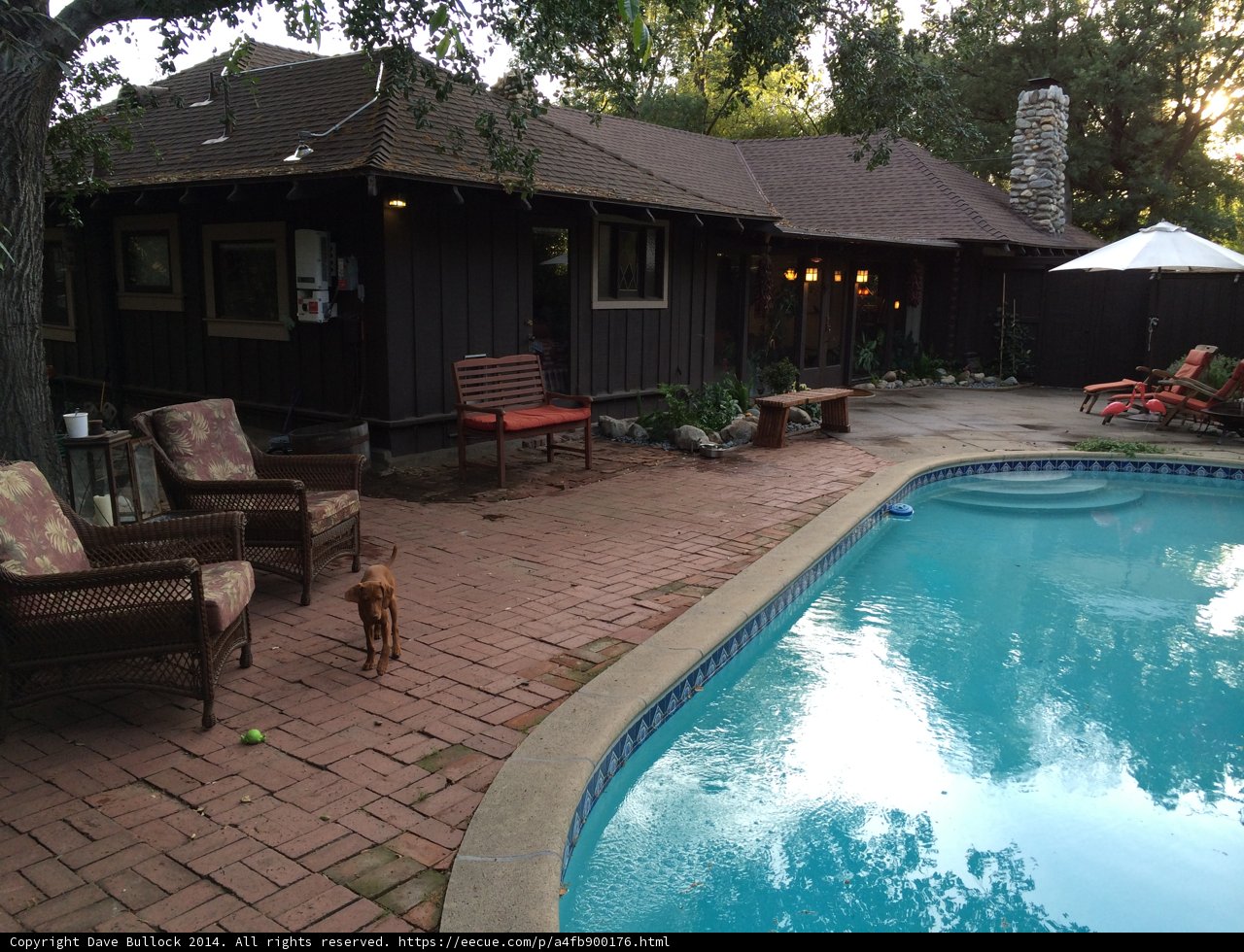 Relaxing by the Pool with Man's Best Friend