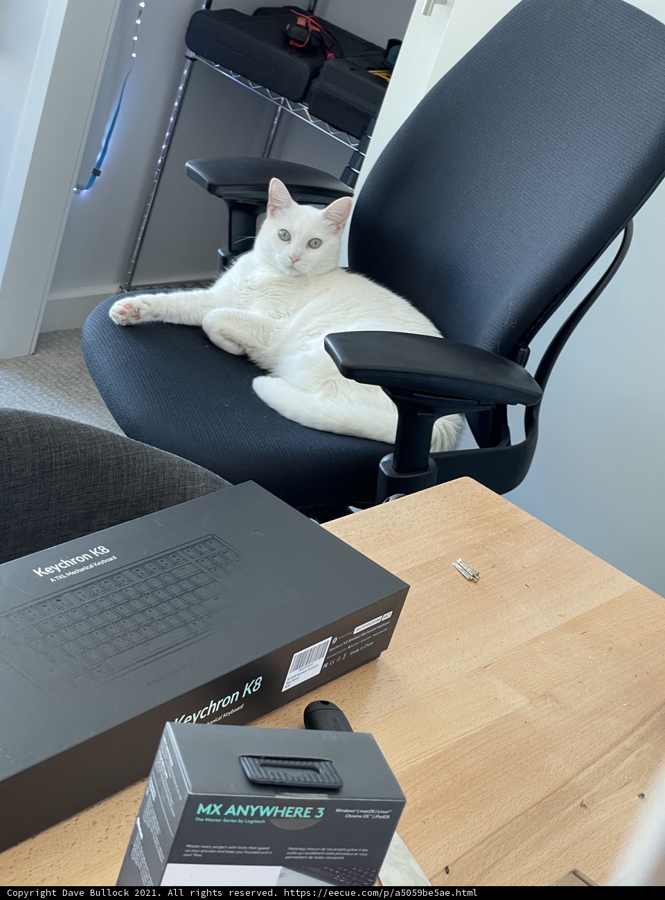 A Feline Affair on a Swivel Chair