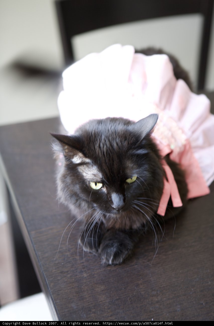 Isabella - The Elegant Feline Dancer