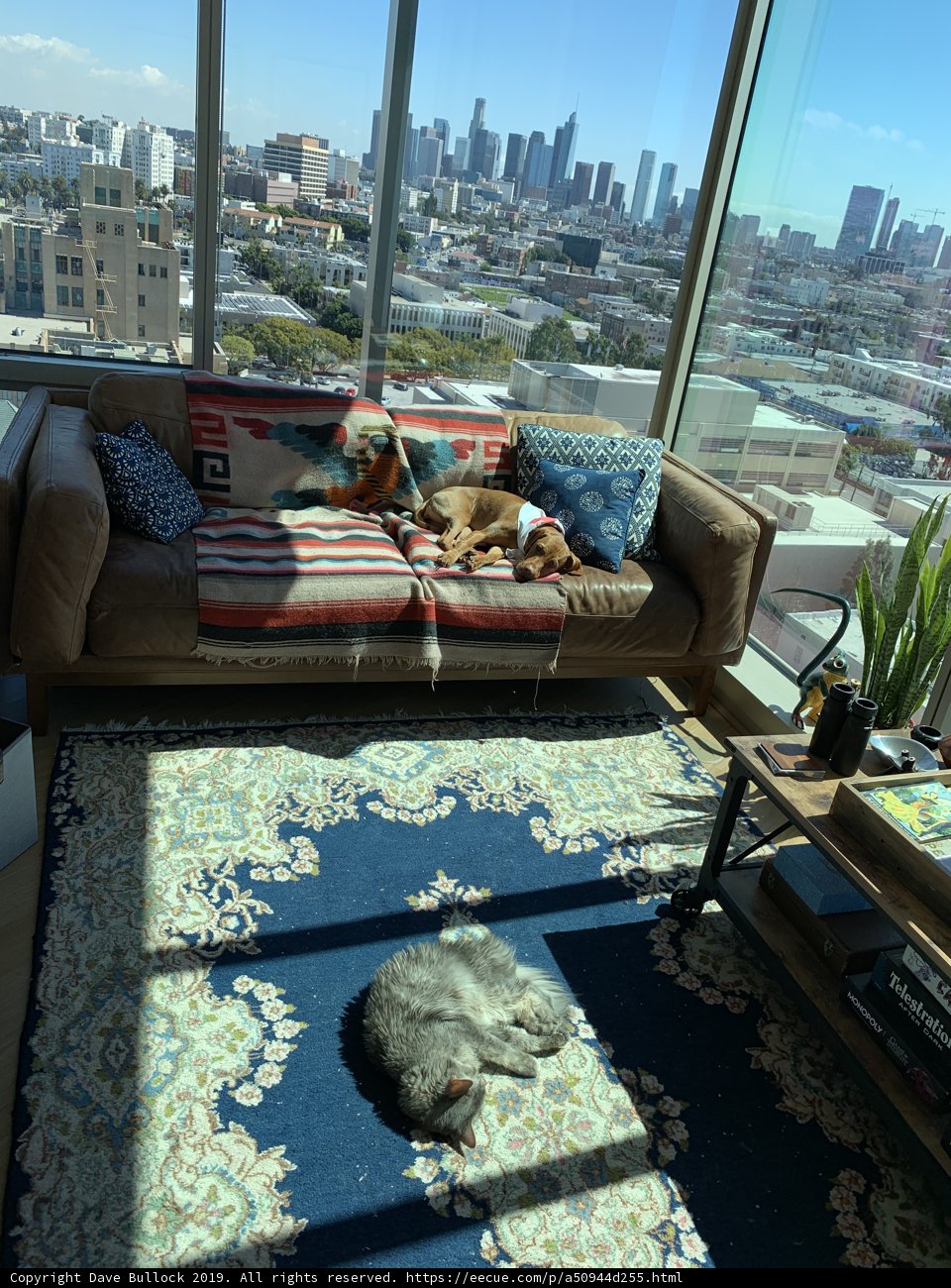 Cozy Living Room with Furry Friend