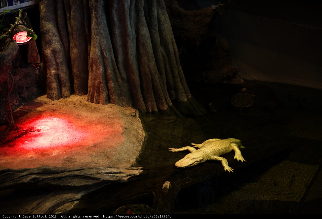 The Cunning Crocodile Replica