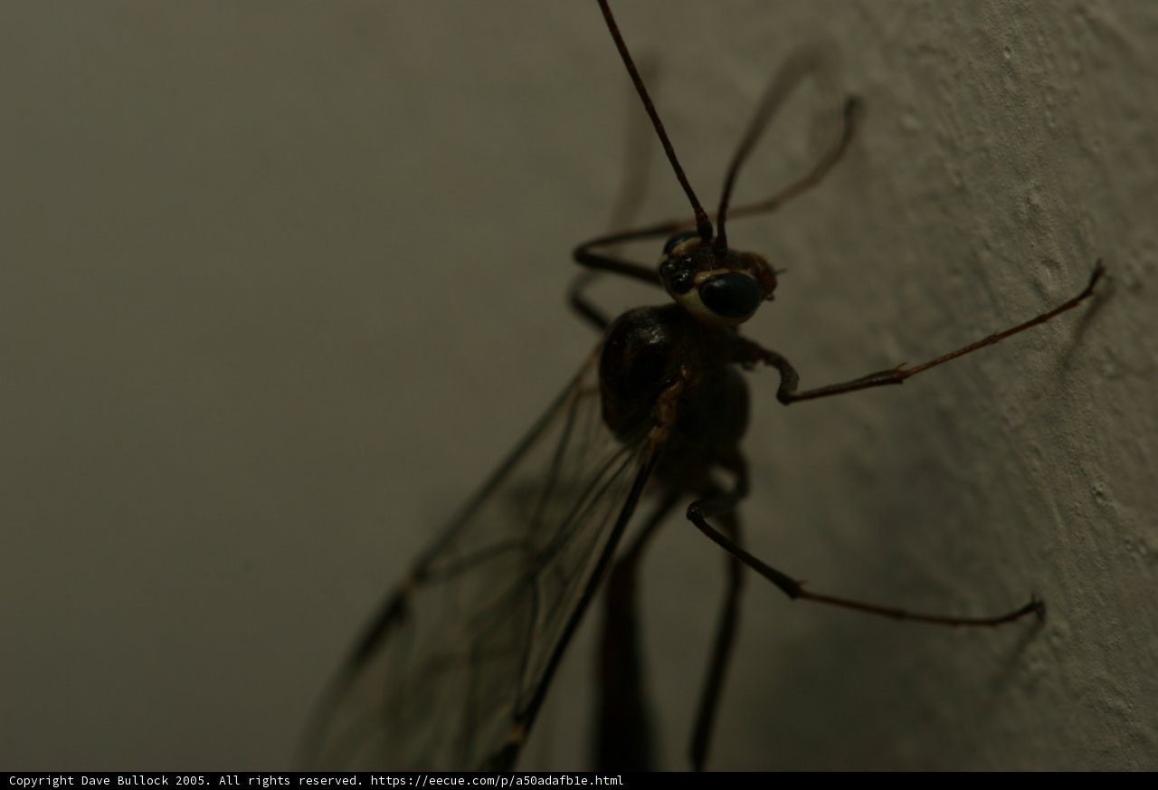 Crawling Among the Arthropods