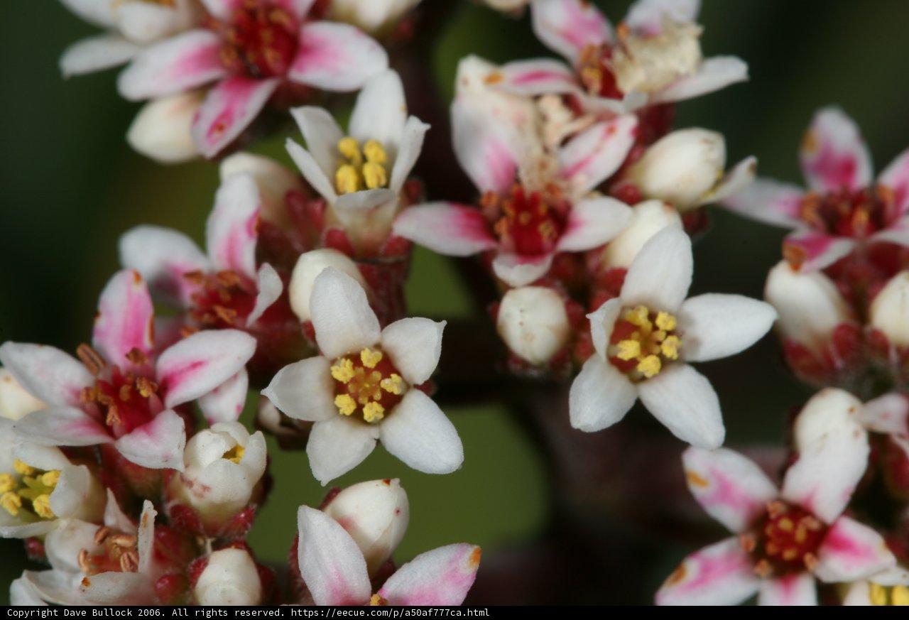 Beauty In Pollen