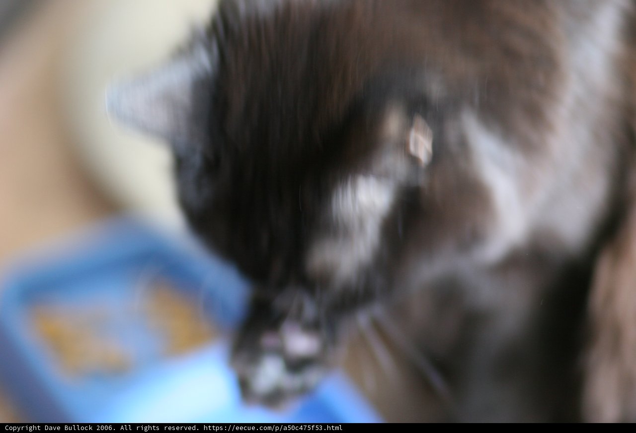 Furry Feast