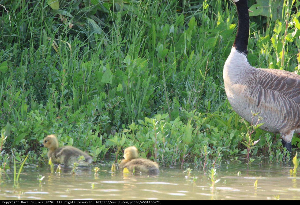 Canada Goose Parent with Goslings in Wetland Marsh