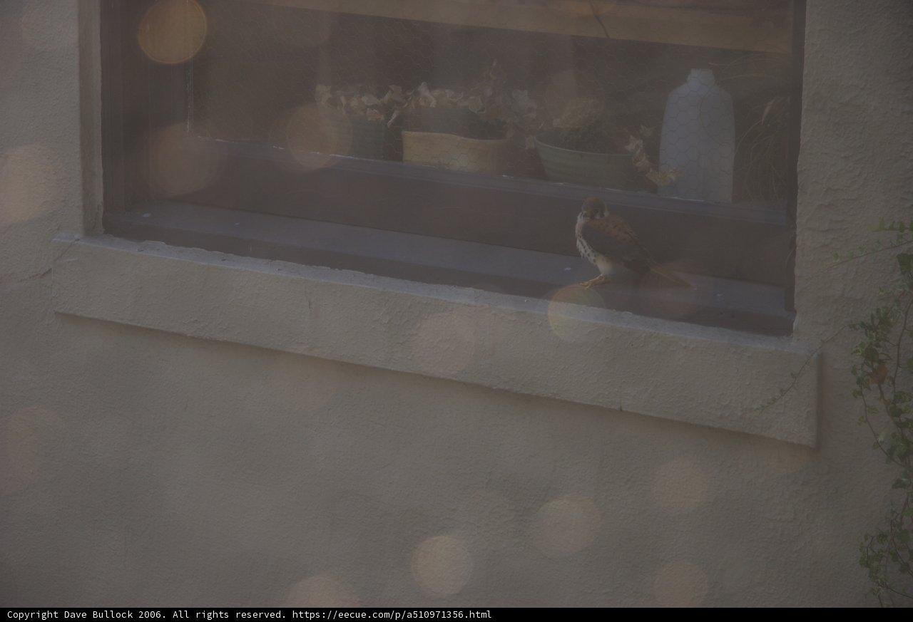 The Feathered Visitor