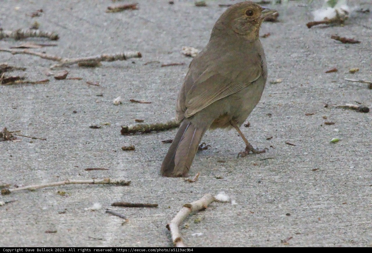 Curious Ground-Dweller