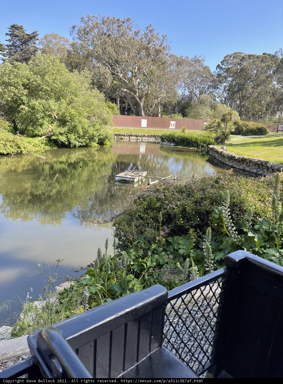 Serene Pond at San Francisco Zoo