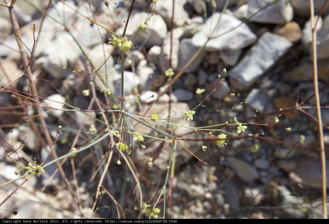 Petite Green Apiaceae Flowers Blooming in the Rubble