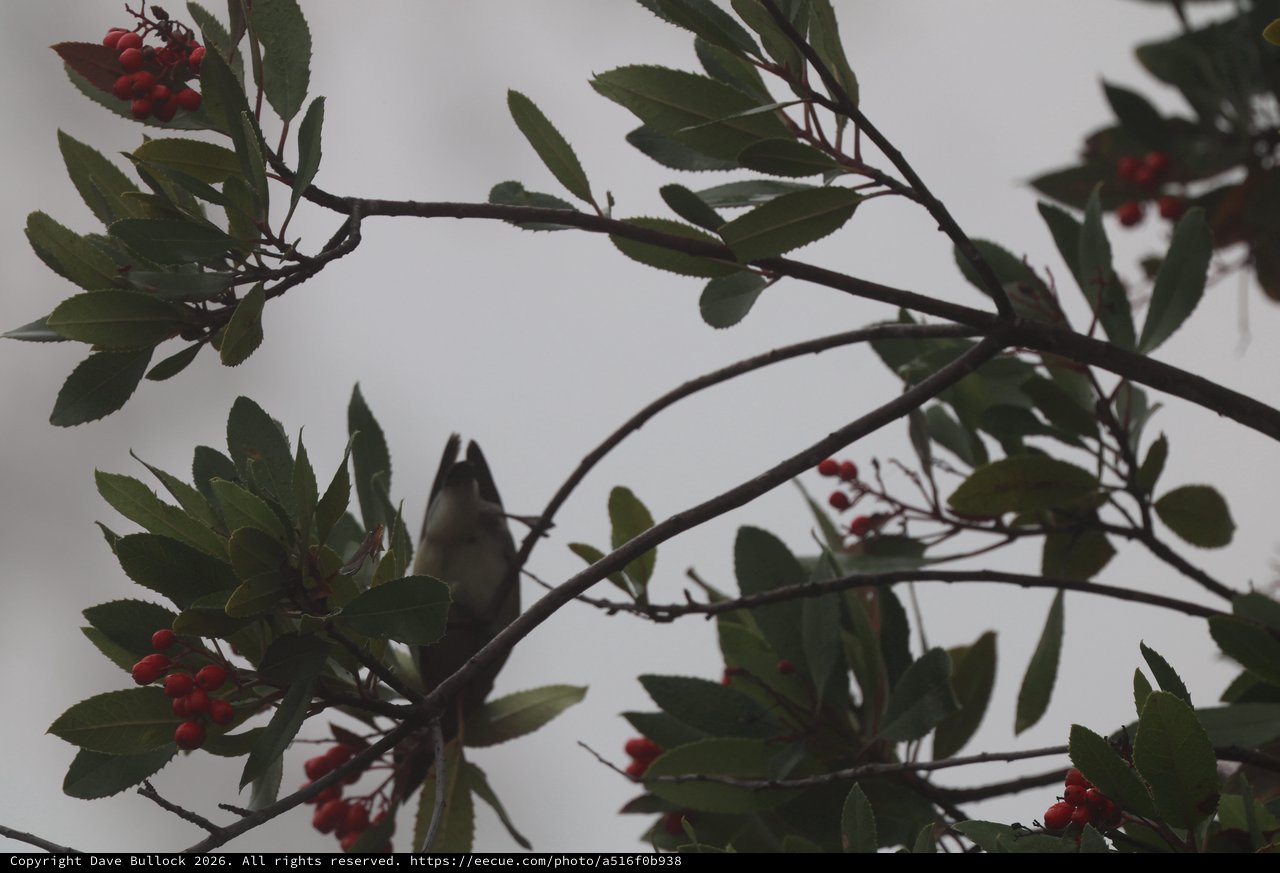 Cedar Waxwing Perched Among Red Berries