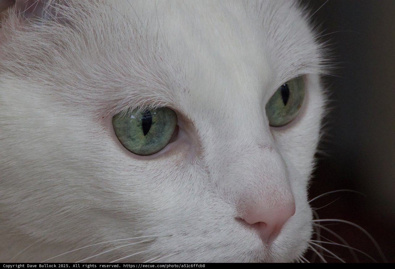 Mesmerizing Gaze