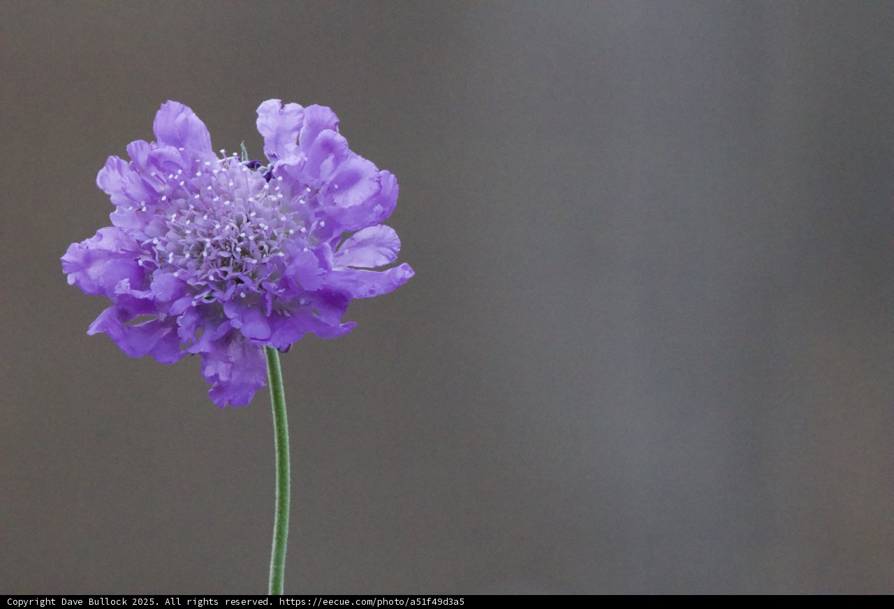 **Solitary Beauty**