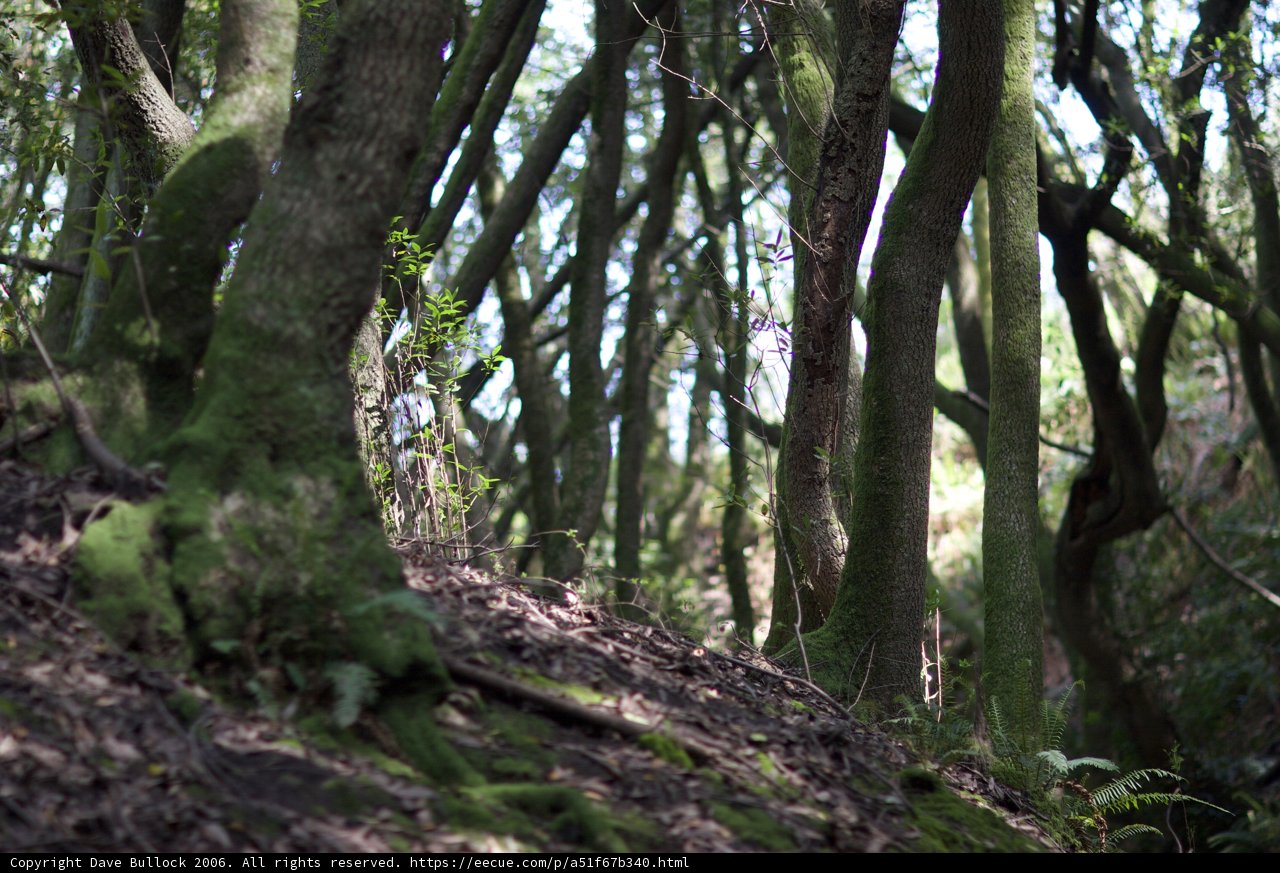 Mossy Woodland: An Enchanting Forest Scene