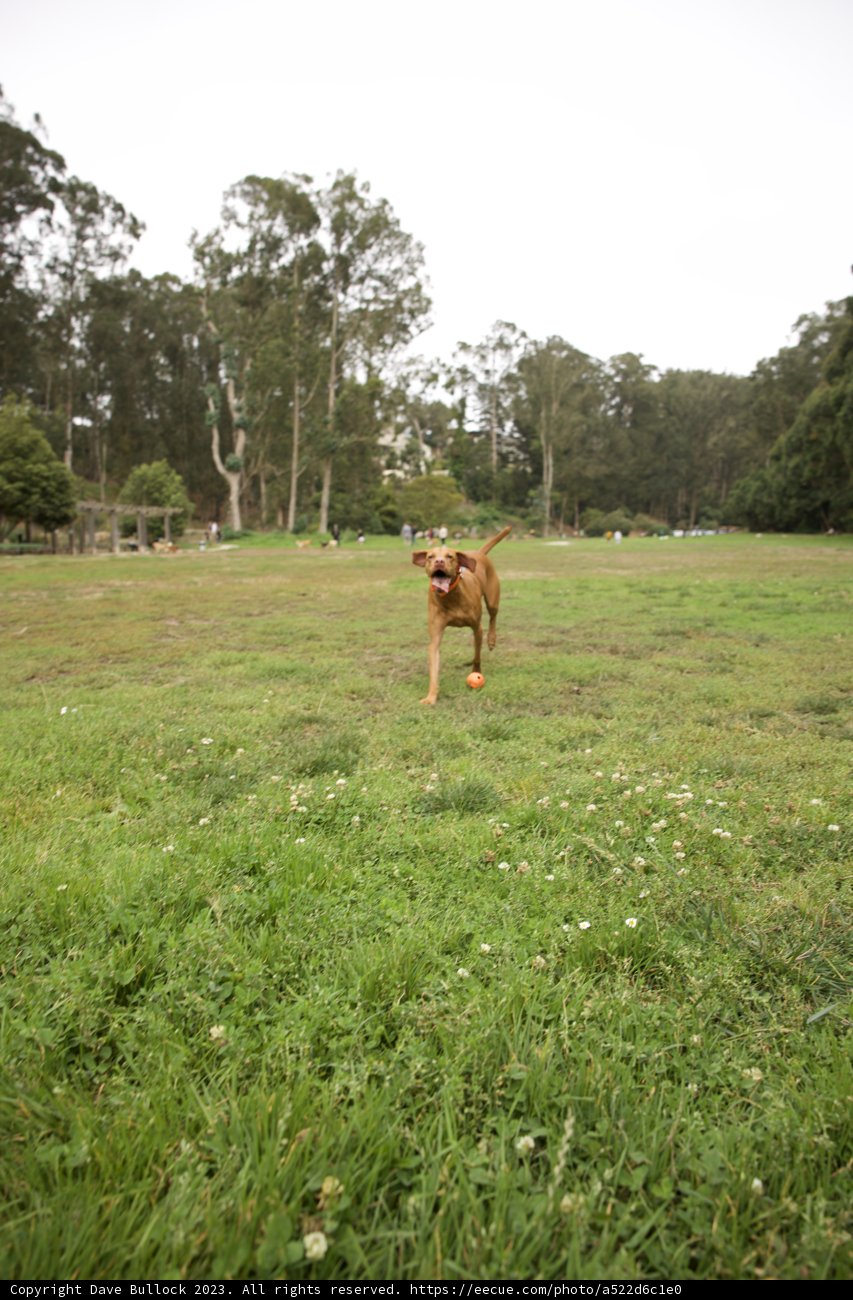 Hi-Li's Frisbee Frolic