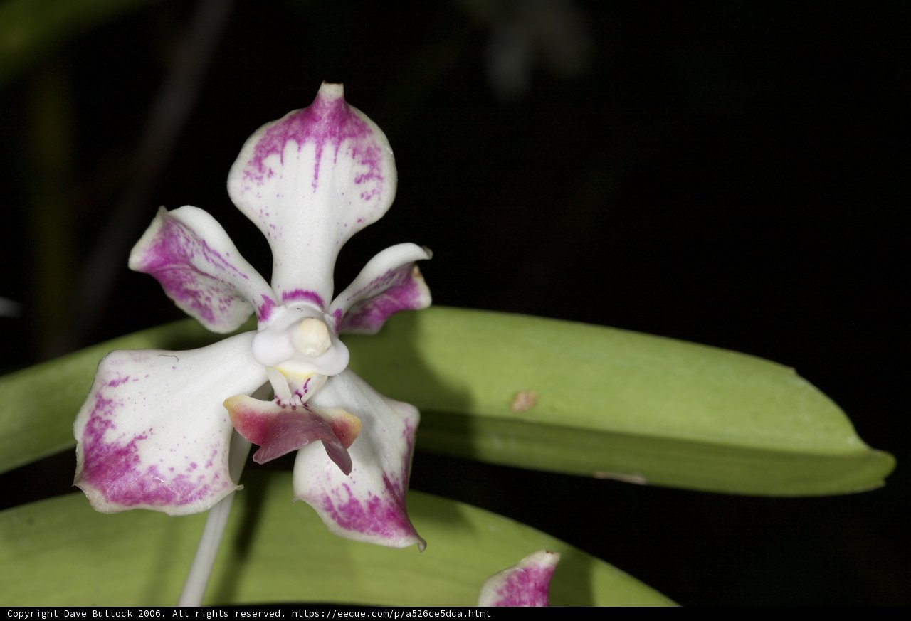 Majestic Orchid