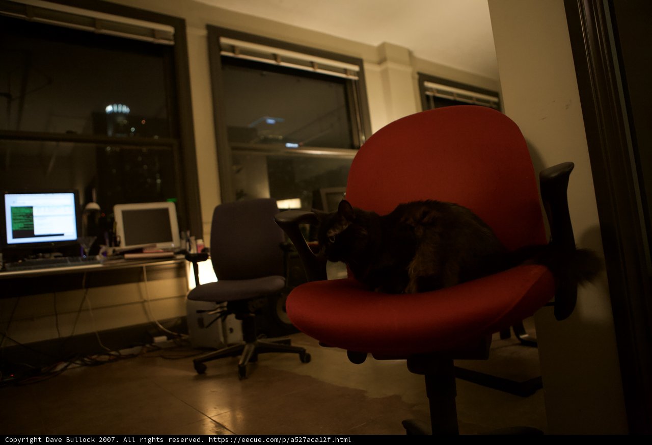 Feline Computer Lounge