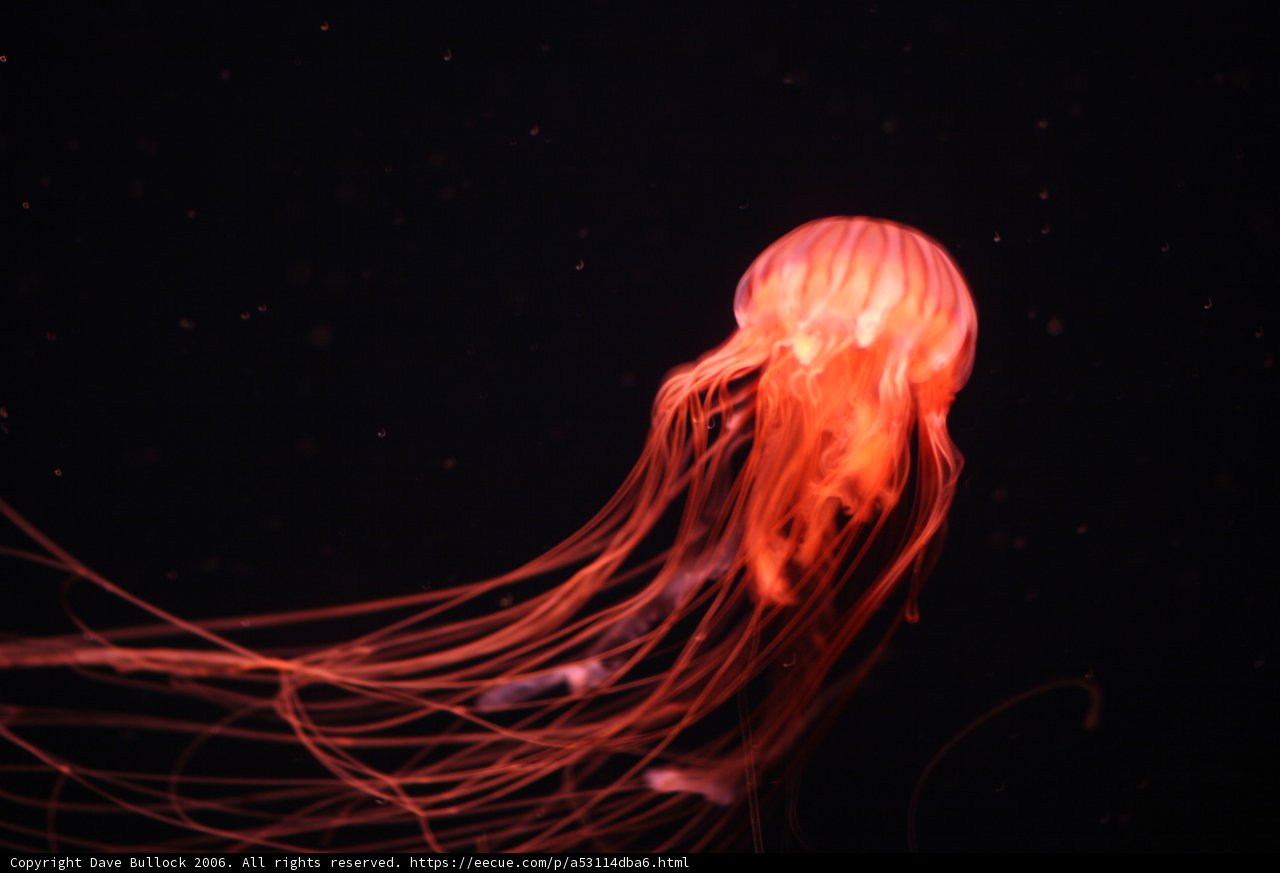Radiant Jellyfish at the Aquarium