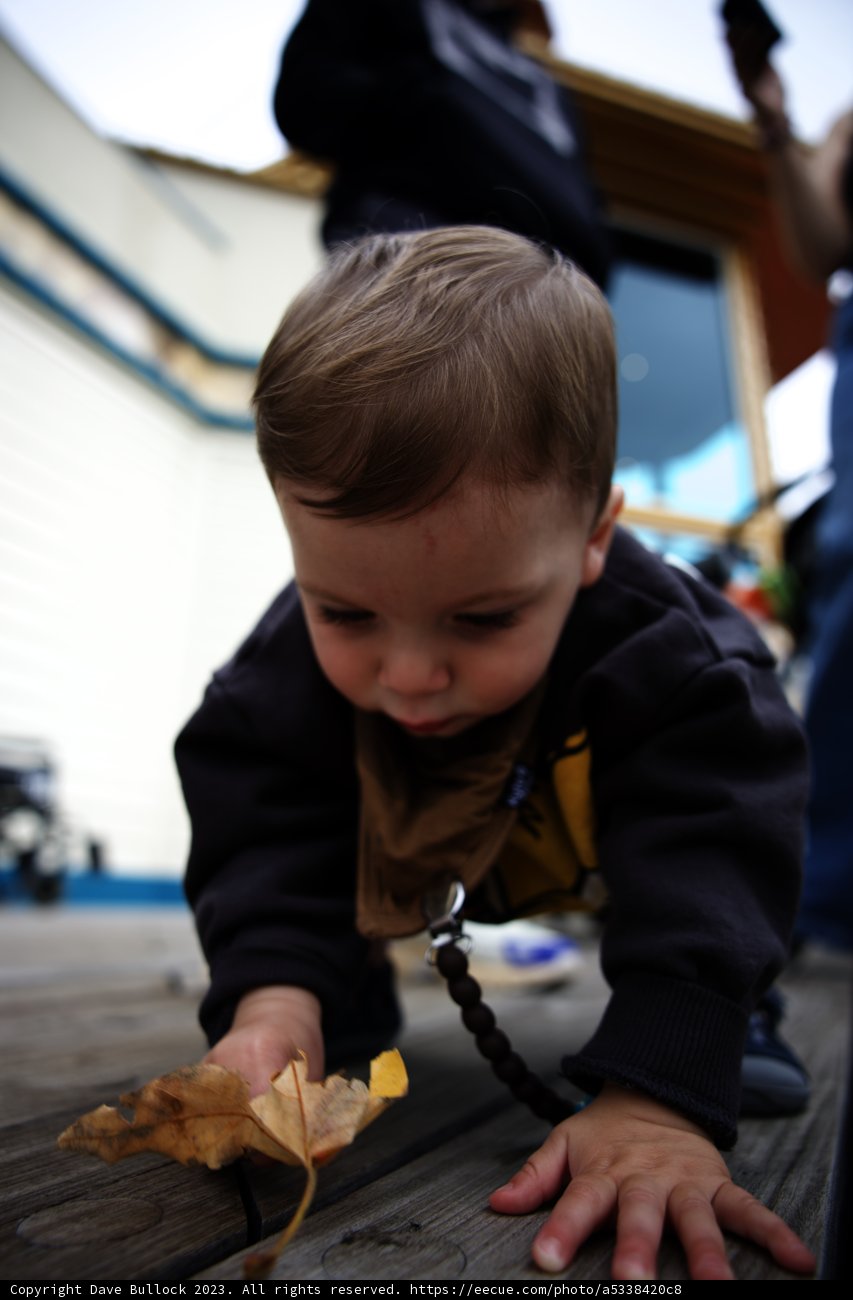 The Curious Little Explorer
